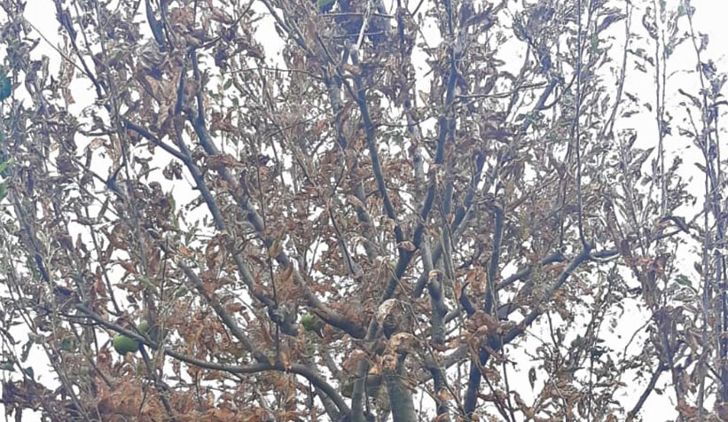 Tırtıllar istila etti