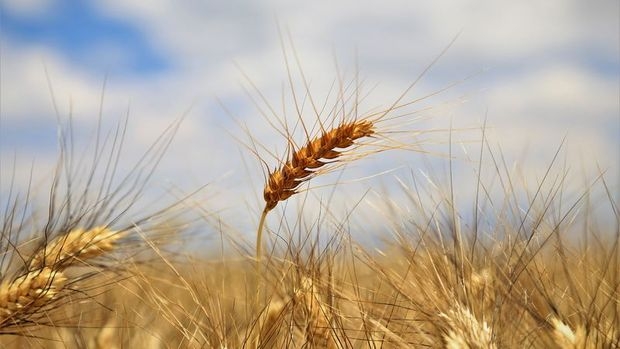 TMO 255 bin ton yemlik arpa ithalatı için ihale açtı