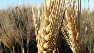 TMO, 310 bin tonluk arpa ithalatı ihalesini tamamladı