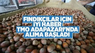 TMO Adapazarı'nda fındık alımına başladı