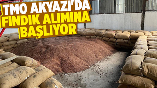 TMO Akyazı'da fındık alımına başlıyor