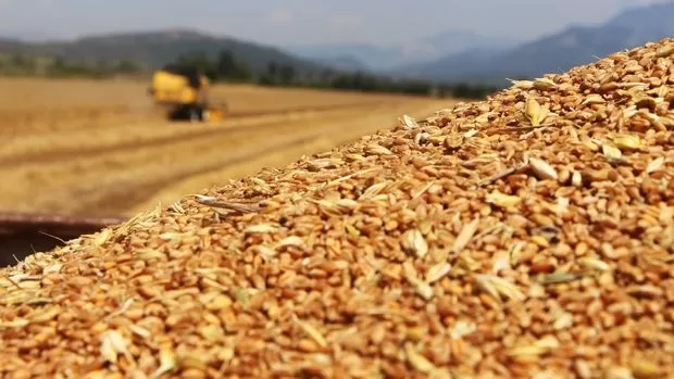 TMO, buğday ve arpa ithalatı için düğmeye bastı