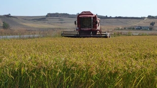 TMO, çeltik alım fiyatlarını açıkladı