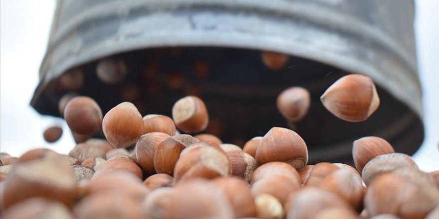 TMO fındık alım süresini uzattı