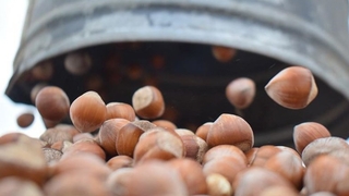 TMO fındık alım süresini uzattı