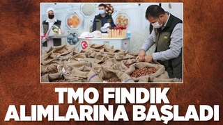 TMO fındık alımına başladı