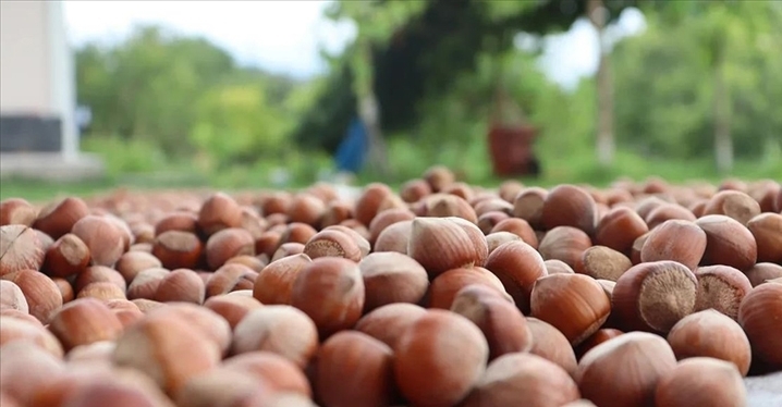 TMO, fındık alımına başlıyor