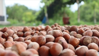 TMO, fındık alımına başlıyor