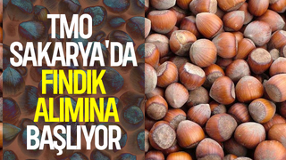 TMO Sakarya'da bu ilçelerde fındık alacak