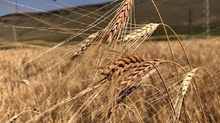 TMO’ya doğrudan ithalat yoluyla alım yetkisi verildi