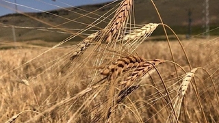 TMO’ya doğrudan ithalat yoluyla alım yetkisi verildi