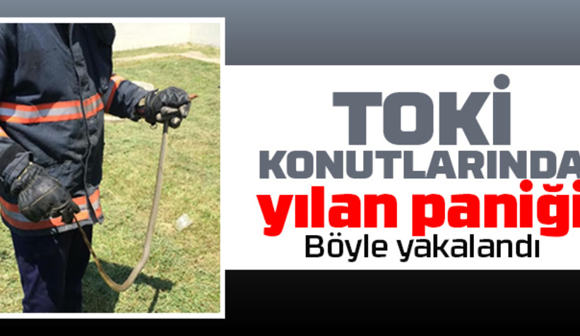TOKİ konutlarında yılan paniği