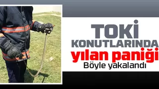 TOKİ konutlarında yılan paniği