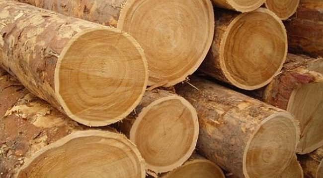 Tomruk altında kalan işçi hayatını kaybetti