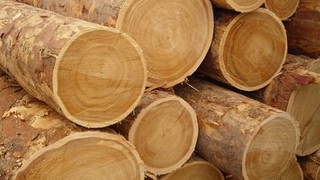 Tomruk altında kalan işçi hayatını kaybetti