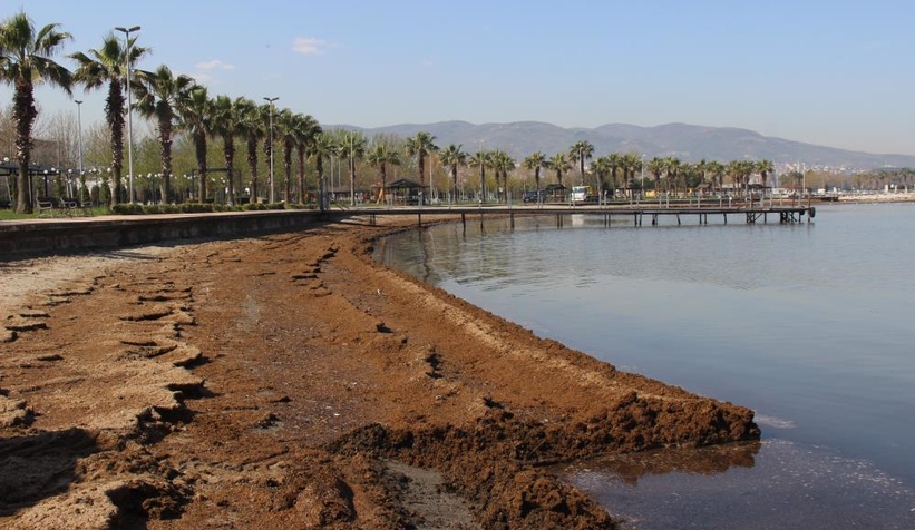 Tonlarca hayvan dışkısı sahile vurdu