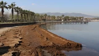 Tonlarca hayvan dışkısı sahile vurdu