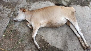 Topağaç'ta büyükbaş ölümleri