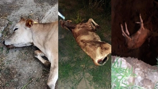 Topağaç'ta ölümler durdurulamıyor, üretici isyanda