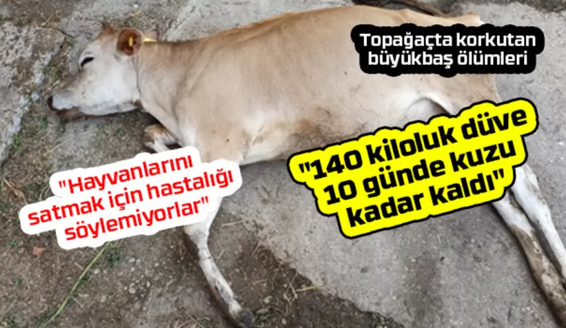 Topağaçta ölümler kontrol altına alınmaya çalışılıyor