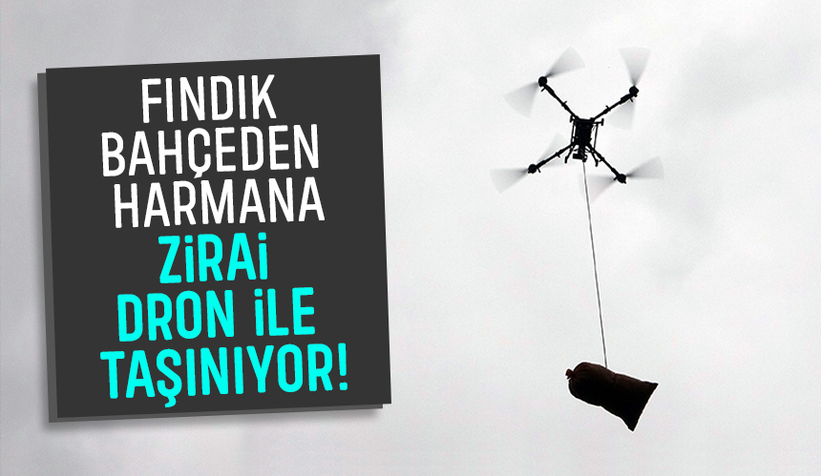 Toplanan fındık harmana dron ile taşınıyor