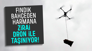 Toplanan fındık harmana dron ile taşınıyor