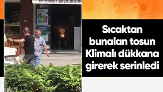 Tosun klimalı dükkana girerek serinledi