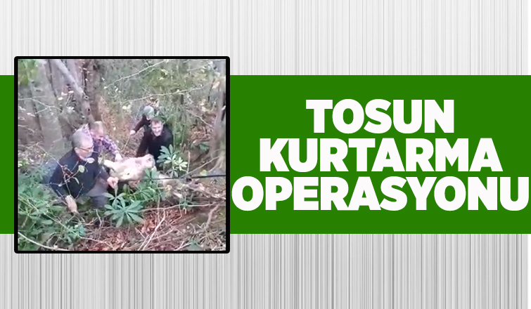 Tosun ormanda uçuruma yuvarlandı