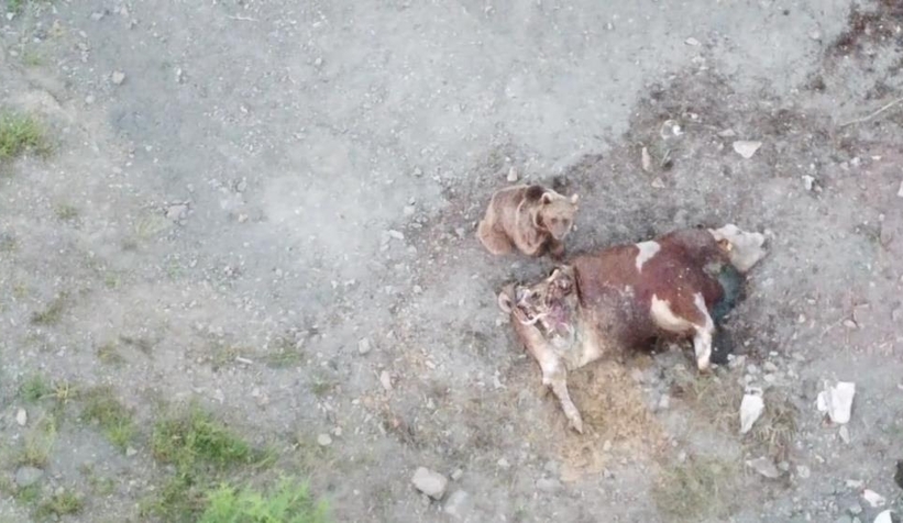 Tosunu yiyen ayıyı dron ile kovaladı