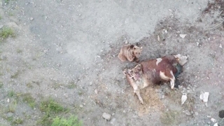 Tosunu yiyen ayıyı dron ile kovaladı