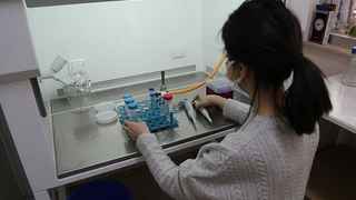 Türk bilim insanları buğdayın atasını üretti