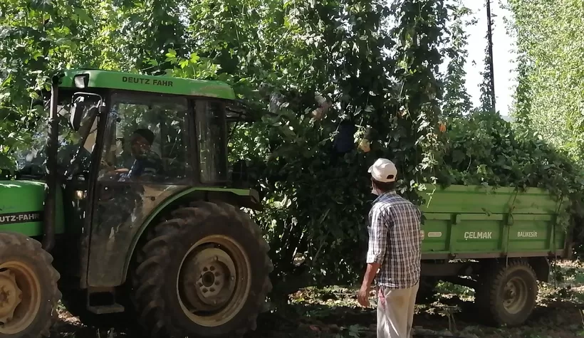 Türkiye'de sadece komşuda yetişiyor