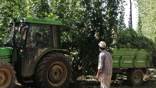 Türkiye'de sadece komşuda yetişiyor