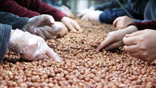 Türkiye, fındıktan 2 ayda 314,9 milyon dolar kazandı