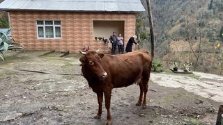 Türkiye-Gürcistan sınırında firari inek alarmı