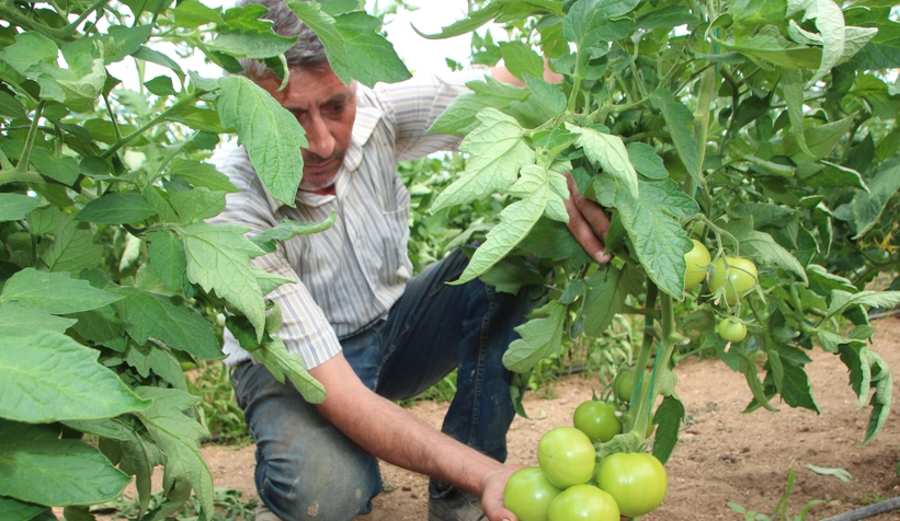 Türkiye'nin domates ihtiyacının yüzde 30'u bu bölgeden sağlanacak
