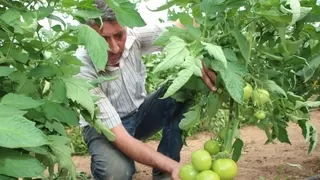 Türkiye'nin domates ihtiyacının yüzde 30'u bu bölgeden sağlanacak