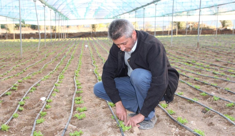 Türkiye'nin yüzde 50 marul ihtiyacını bu bölge sağlıyor