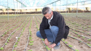 Türkiye'nin yüzde 50 marul ihtiyacını bu bölge sağlıyor