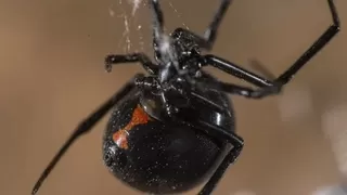 Türkiye'nin zehirlenme haritasında karadul artışı