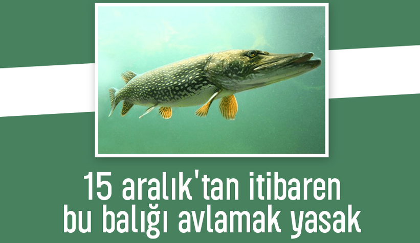 Turna balığı av yasağı başlıyor