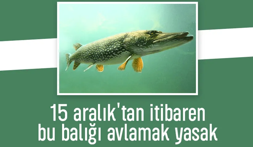 Turna balığı av yasağı başlıyor