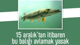 Turna balığı av yasağı başlıyor