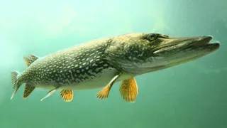 Turna balığı av yasağı kalkıyor