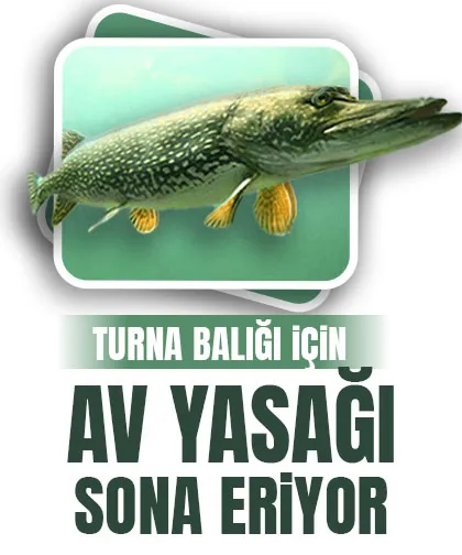 Turna balığı av yasağı kalkıyor