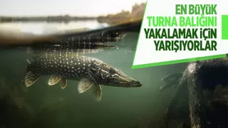 Turna Balığı yakalama yarışması başladı