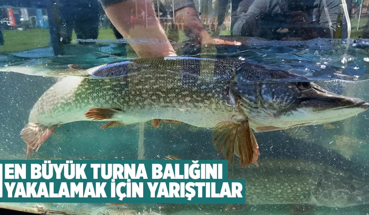 Turna balığı yakalama yarışması Sapanca Gölü'nde yapıldı