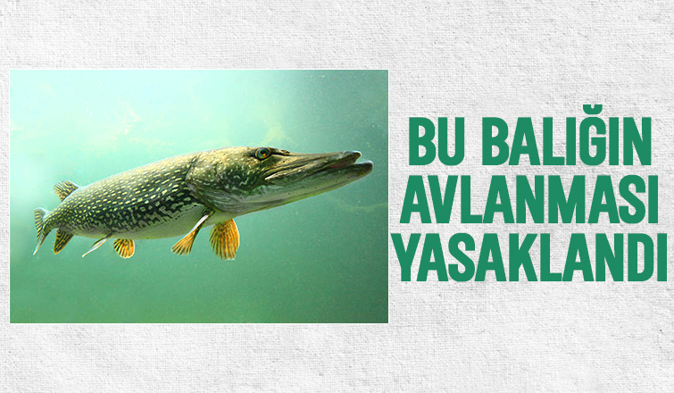 Turna balığına av yasağı geldi