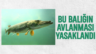 Turna balığına av yasağı geldi