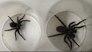 Türünün en büyük huni örümceği